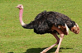 鳥(niǎo),鴕鳥(niǎo),自然