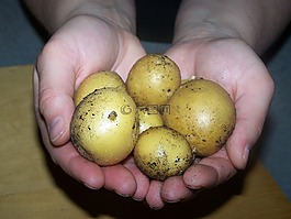 土豆,蔬菜,食品