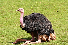 鳥(niǎo),鴕鳥(niǎo),自然