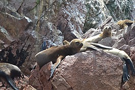 海岸,動物,水