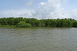 森林,紅樹林,河口