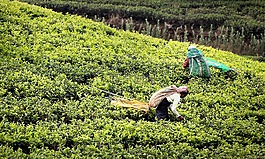 茶的收獲,t恤,茶園