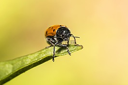 瓢蟲,性質(zhì),顏色