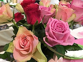 玫瑰,花,愛情