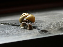 蝸牛,爬行動物,動物