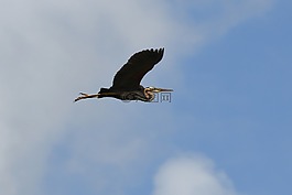 鷺,飛行,鳥
