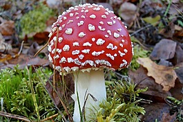 蘑菇,鵝膏菌,有毒