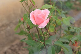 玫瑰,粉紅玫瑰,性質(zhì)