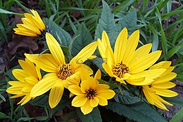 花,黃色,性質(zhì)
