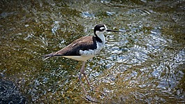 鳥(niǎo),動(dòng)物,性質(zhì)