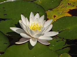 蓮花,花,花卉