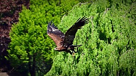 阿德勒,鳥(niǎo),猛禽