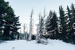 森林,冬天,雪