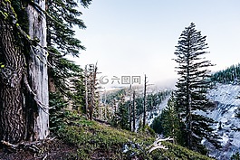 山,森林,冬天