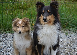 狗,設(shè)得蘭群島牧羊犬,夫婦