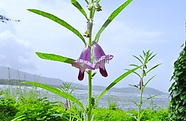 花,紫色,芝麻