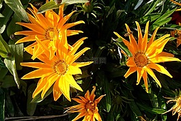 花,黃色,植物