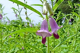 花,紫色,芝麻