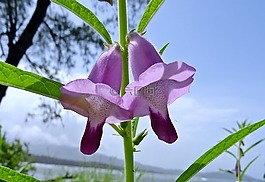 花,紫色,芝麻