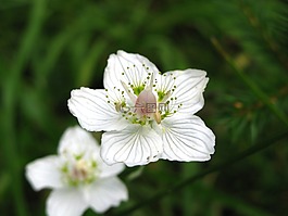 干草花,花卉,白