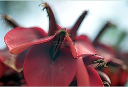開花,μερμ?γκι,紅