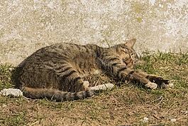 貓,動物,小貓