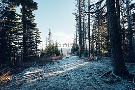 冬天,雪,霜
