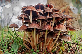 蘑菇,性質(zhì),森林