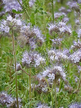 蜜蜂,蜜蜂的朋友,bueschelschoen