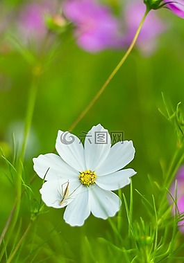 科斯梅亞大孔吸附樹脂,cosmea,科摩 bipinnatus
