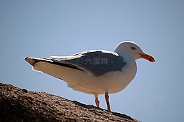 鳥(niǎo),海,海鷗