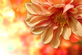 嬌琴紗,花,廠