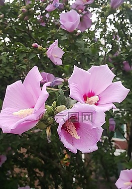 沙龍的玫瑰,粉紅色,鮮花