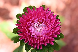 花,植物,性質