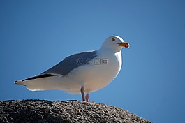 鳥,海,海鷗