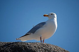 鳥,海,海鷗