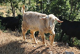 山羊,動(dòng)物,性質(zhì)