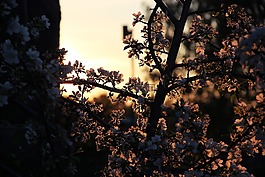 日出,花,樹