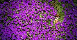 鮮花,紫,花園