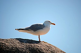 鳥,海,海鷗