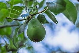 梨,水果,食品