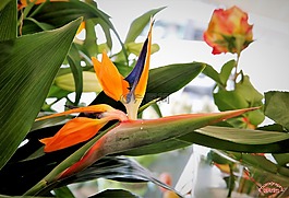 植物,花園,動機
