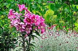 鲜花,花园,夏天