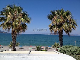 棕榈树,海,屋顶露台