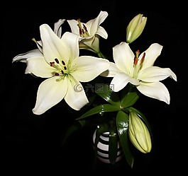 百合,花卉,花束