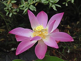 蓮花,鮮花,植物