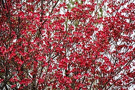 開花,紅色,春