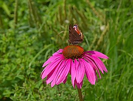 花,粉紅色,開花