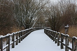 冬天,木,雪