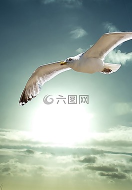 太陽(yáng),海鷗,天堂